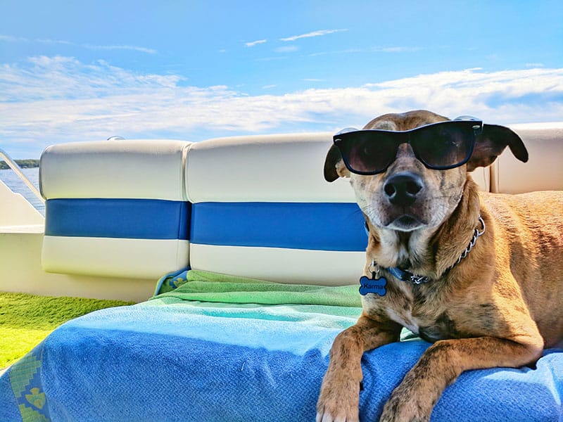 How to travel with a dog | Budget Airfare