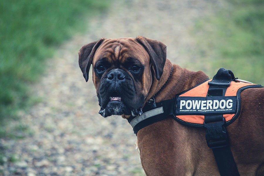 Service Dog for Traveling with a Disability